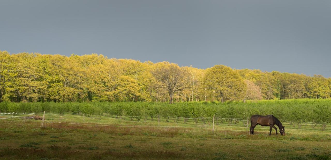 Agriturismo Il Poggio Vetralla Luaran gambar